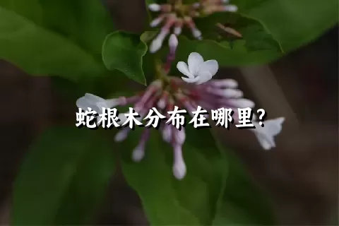 蛇根木分布在哪里?