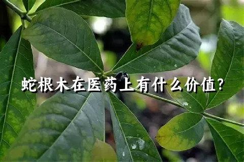 蛇根木在医药上有什么价值？