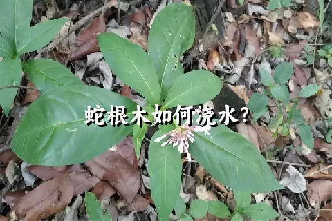 蛇根木如何浇水？