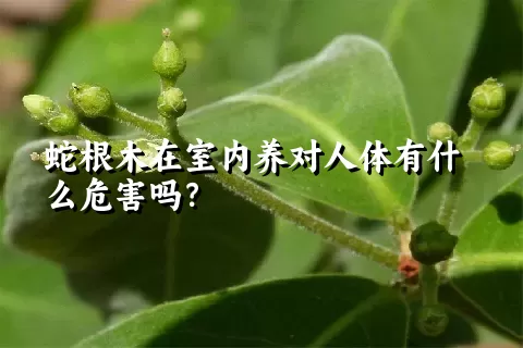 蛇根木在室内养对人体有什么危害吗？