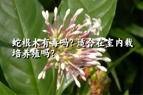 蛇根木有毒吗？适合在室内栽培养殖吗？