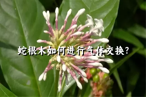 蛇根木如何进行气体交换？