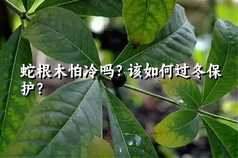 蛇根木怕冷吗？该如何过冬保护？