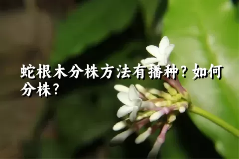 蛇根木分株方法有播种？如何分株？