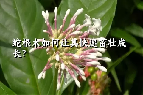 蛇根木如何让其快速茁壮成长？