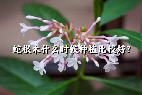 蛇根木什么时候种植比较好？