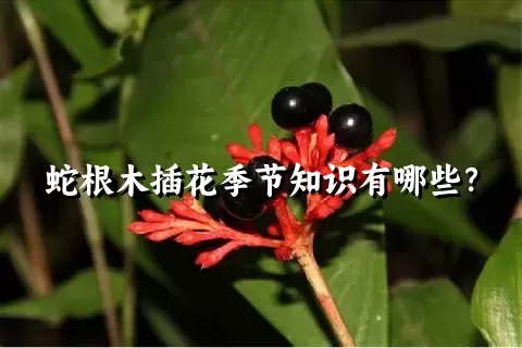 蛇根木插花季节知识有哪些？