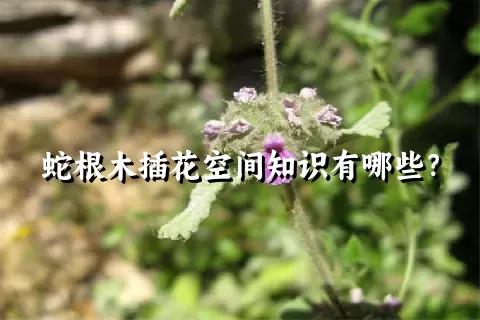 蛇根木插花空间知识有哪些？