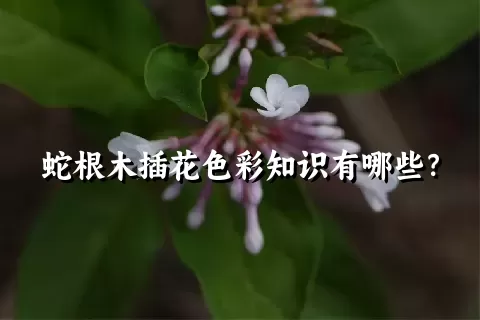 蛇根木插花色彩知识有哪些？