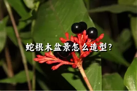 蛇根木盆景怎么造型？