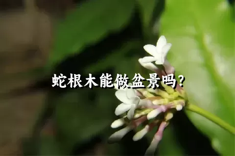 蛇根木能做盆景吗？