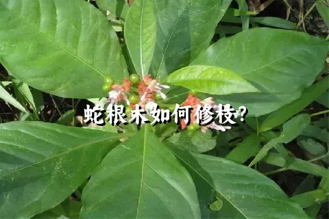 蛇根木如何修枝？