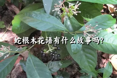 蛇根木花语有什么故事吗？