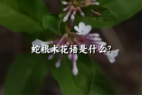 蛇根木花语是什么？