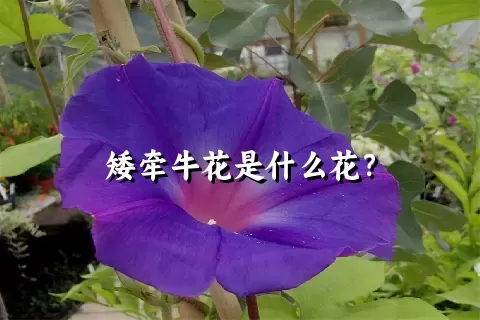 矮牵牛花是什么花？