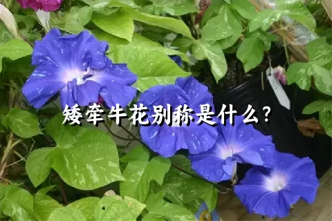 矮牵牛花别称是什么？