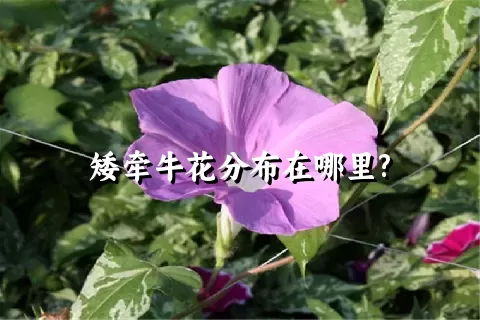 矮牵牛花分布在哪里?