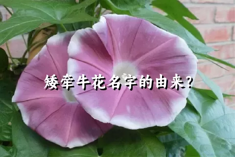 矮牵牛花名字的由来？