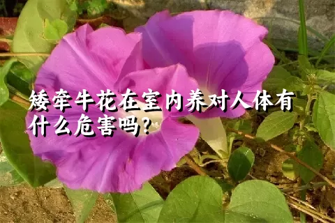 矮牵牛花在室内养对人体有什么危害吗？