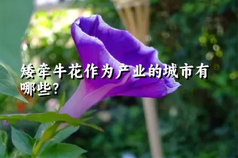 矮牵牛花作为产业的城市有哪些？