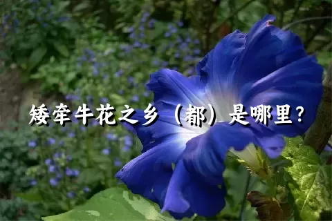 矮牵牛花之乡（都）是哪里？