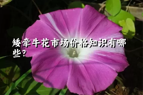 矮牵牛花市场价格知识有哪些？