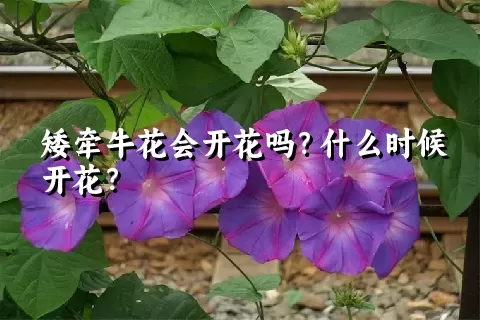 矮牵牛花会开花吗？什么时候开花？