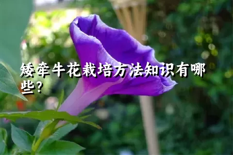 矮牵牛花栽培方法知识有哪些？