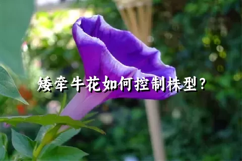 矮牵牛花如何控制株型？