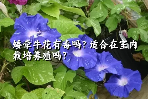 矮牵牛花有毒吗？适合在室内栽培养殖吗？