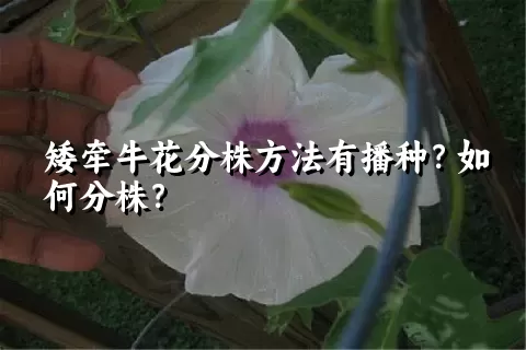 矮牵牛花分株方法有播种？如何分株？