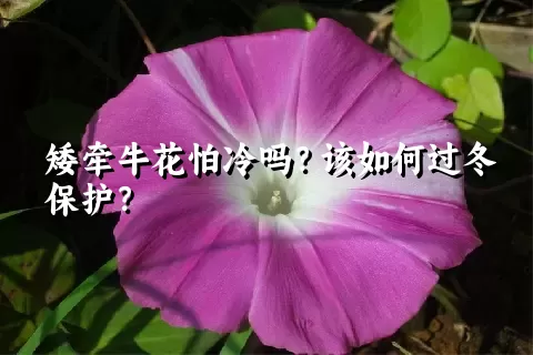 矮牵牛花怕冷吗？该如何过冬保护？