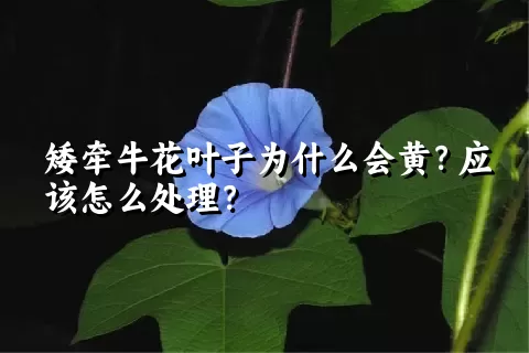 矮牵牛花叶子为什么会黄？应该怎么处理？