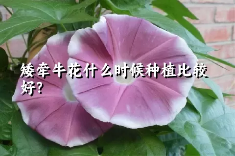 矮牵牛花什么时候种植比较好？