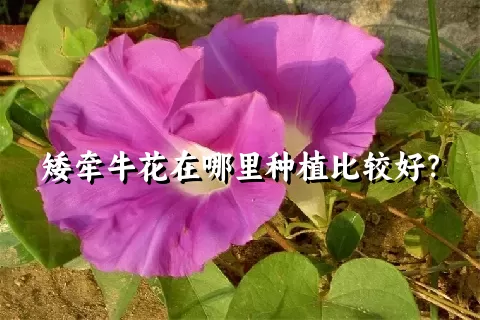 矮牵牛花在哪里种植比较好？