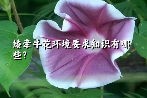 矮牵牛花环境要求知识有哪些？