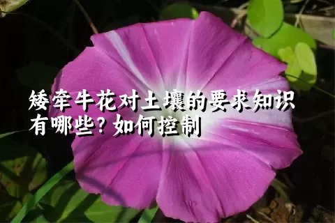 矮牵牛花对土壤的要求知识有哪些？如何控制