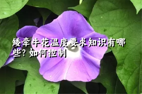 矮牵牛花温度要求知识有哪些？如何控制