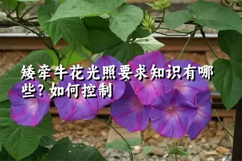 矮牵牛花光照要求知识有哪些？如何控制