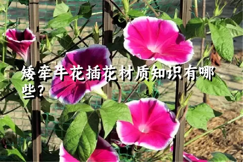 矮牵牛花插花材质知识有哪些？