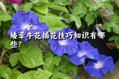 矮牵牛花插花技巧知识有哪些？