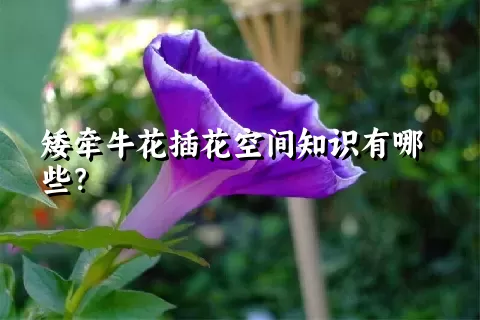 矮牵牛花插花空间知识有哪些？