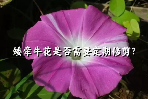 矮牵牛花是否需要定期修剪？