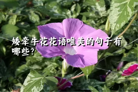 矮牵牛花花语唯美的句子有哪些？