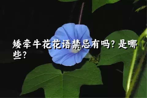 矮牵牛花花语禁忌有吗？是哪些？