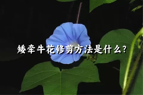 矮牵牛花修剪方法是什么？