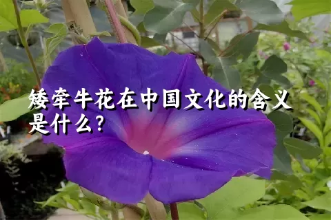 矮牵牛花在中国文化的含义是什么？