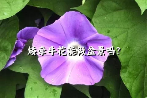 矮牵牛花能做盆景吗？