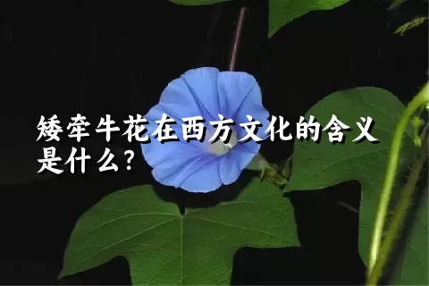 矮牵牛花在西方文化的含义是什么？