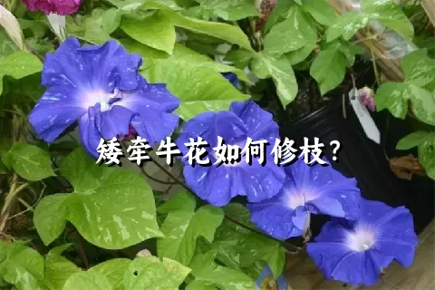 矮牵牛花如何修枝？